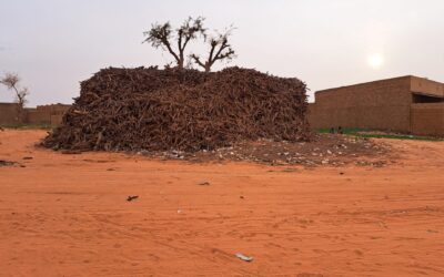 Bestaand bos slaat meer CO2 op